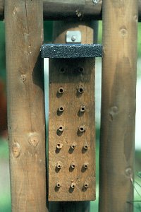 D&uuml;bel im Weichholzblock