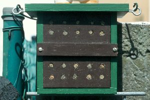 Selbstgebauter Schaukasten für Mauerbienen Selbstgebauter Schaukasten für Mauerbienen