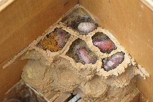 Flächiges Nest von Osmia bicornis Flächiges Nest von Osmia bicornis